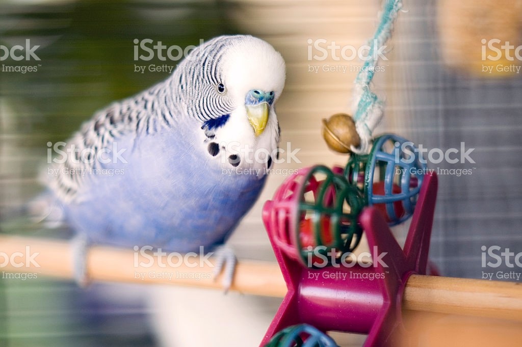 bird-toys-and-playstands
